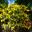 Wonderful display of yellow blooms of a Rhododendron mollis hybrid - Ewanrigg Garden - Leura Gardens Festival